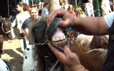 Paardenmarkt 2026